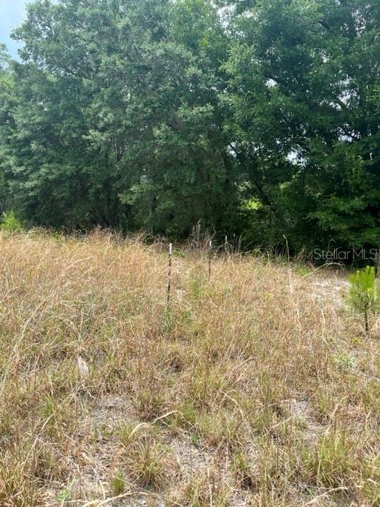 TBD 170th SE AVENUE RD, OCKLAWAHA, FL, 32179