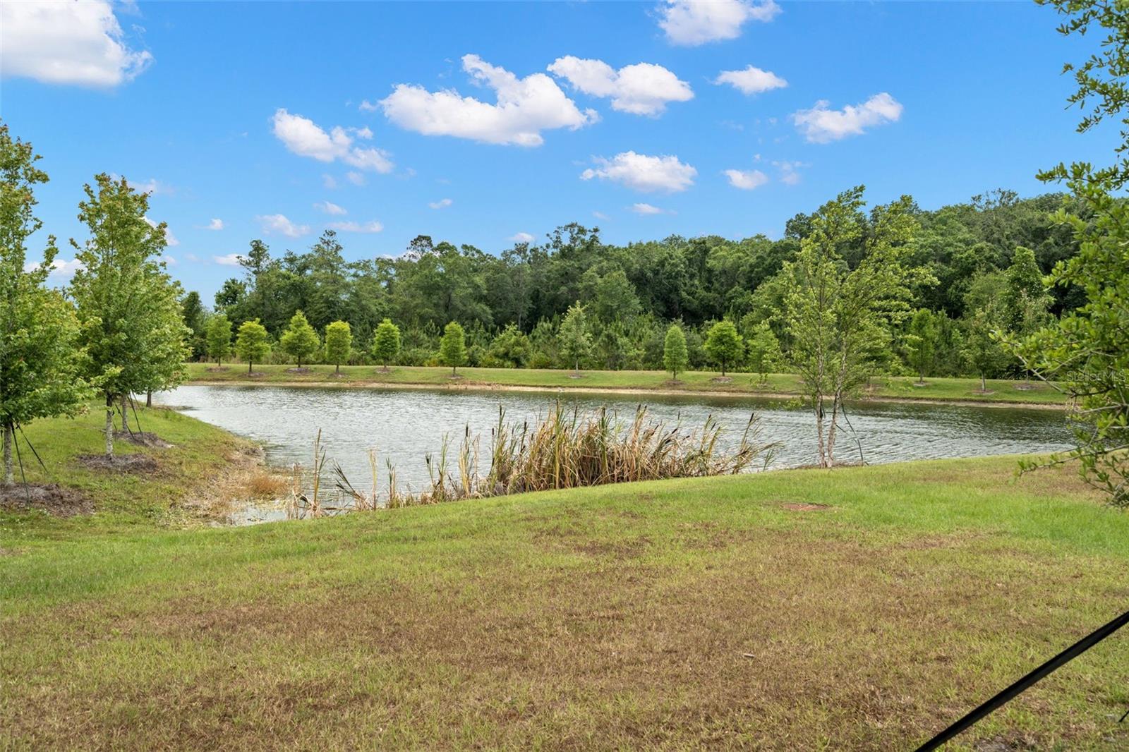 16683 SHELL BAY DR, LAND O LAKES, FL, 34638