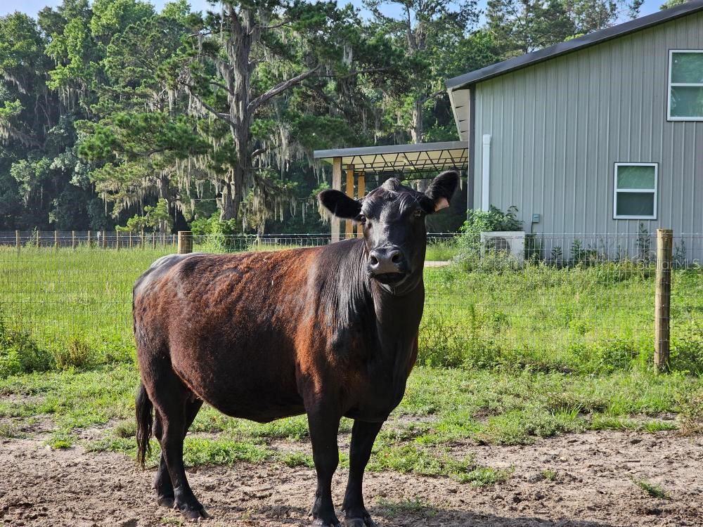 NW 65TH AVENUE RD, REDDICK, FL, 32686