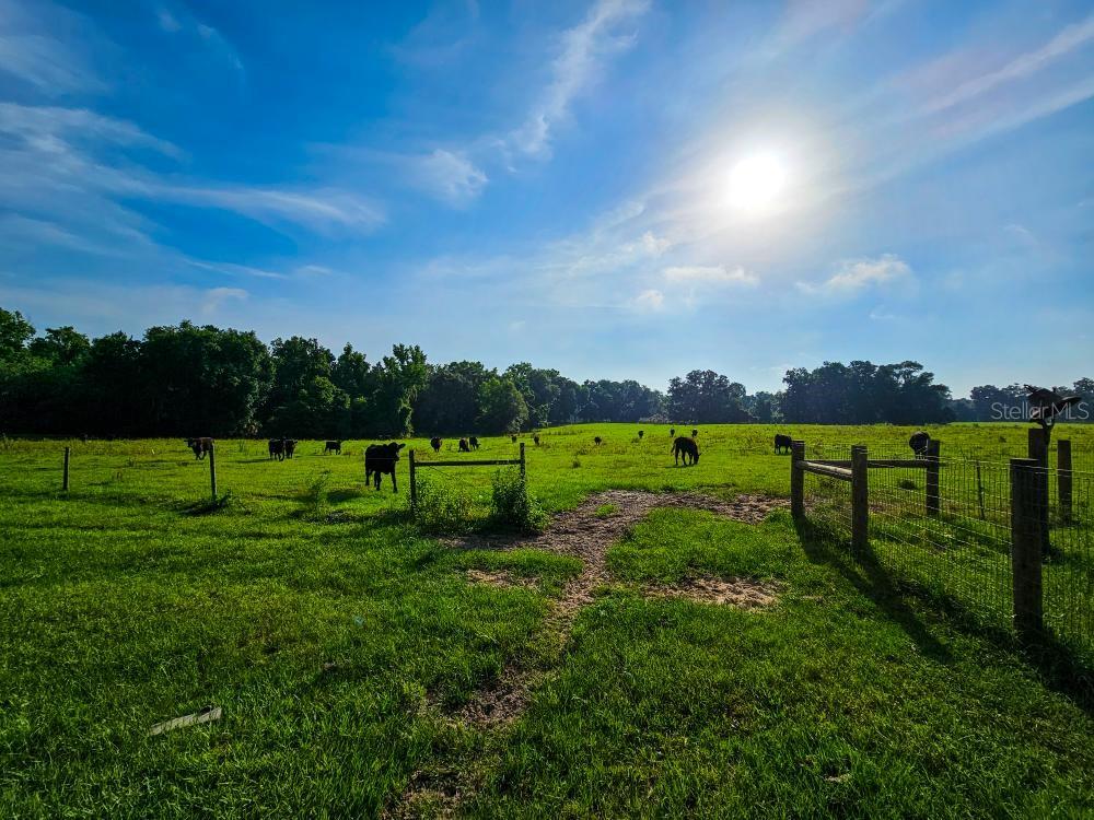 NW 65TH AVENUE RD, REDDICK, FL, 32686