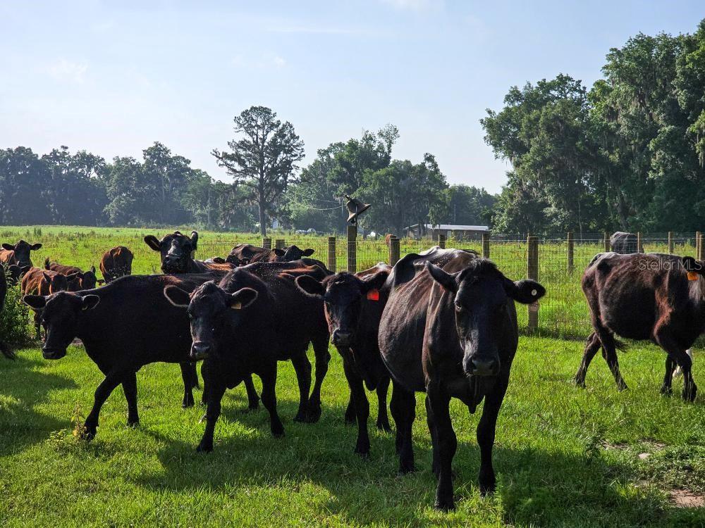 NW 65TH AVENUE RD, REDDICK, FL, 32686