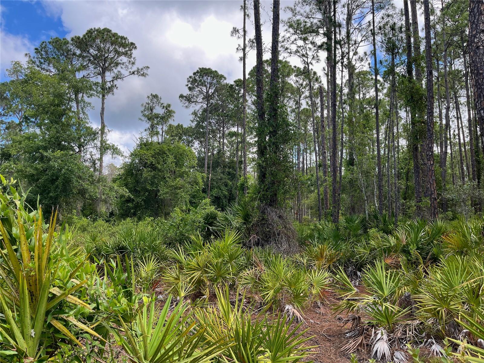 222 MARIE AVE, GEORGETOWN, FL, 32139