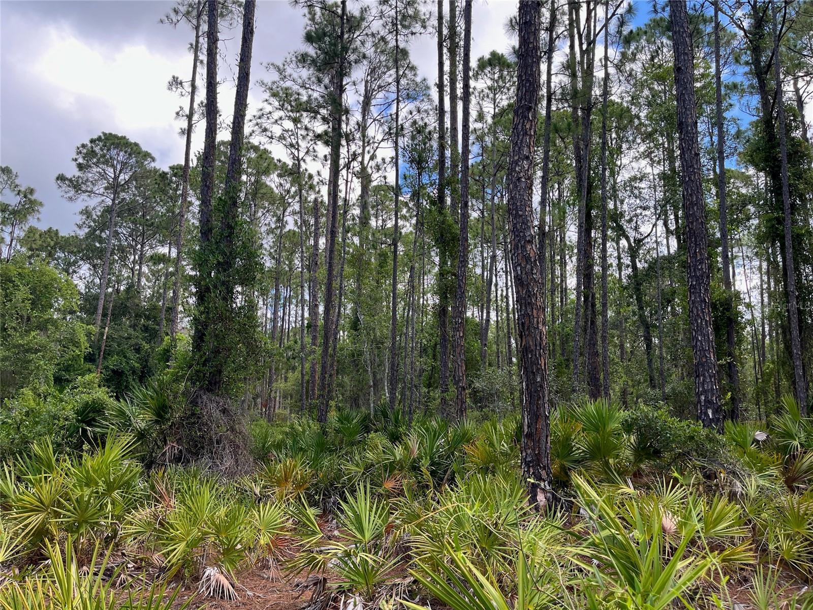 222 MARIE AVE, GEORGETOWN, FL, 32139