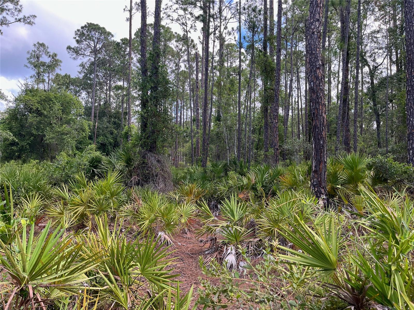 222 MARIE AVE, GEORGETOWN, FL, 32139