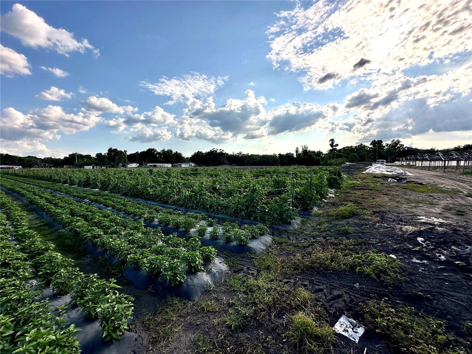 2208 BOGAERT RD, DOVER, FL, 33527