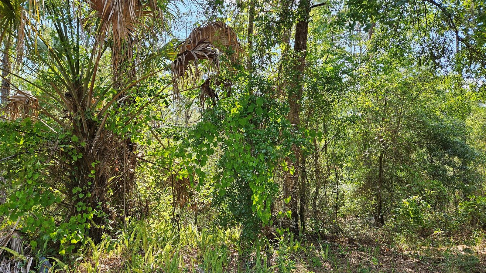 Lot 12 SW 87TH CIR, OCALA, FL, 34474