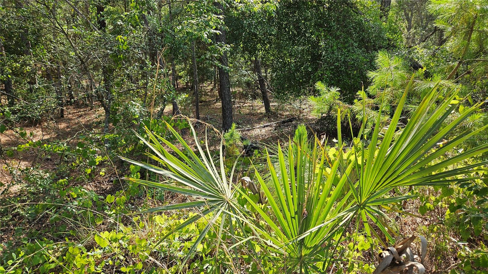 Lot 12 SW 87TH CIR, OCALA, FL, 34474