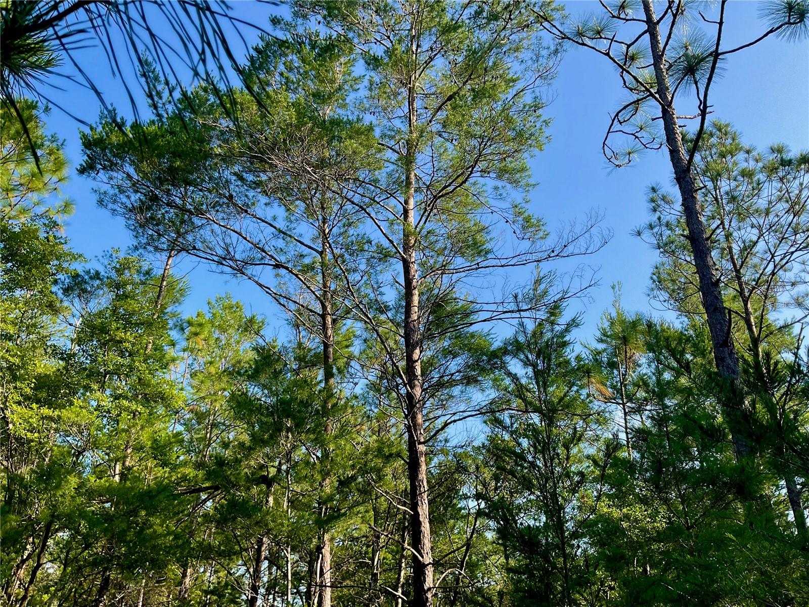 PINETREE LN, DEFUNIAK SPRINGS, FL, 32433