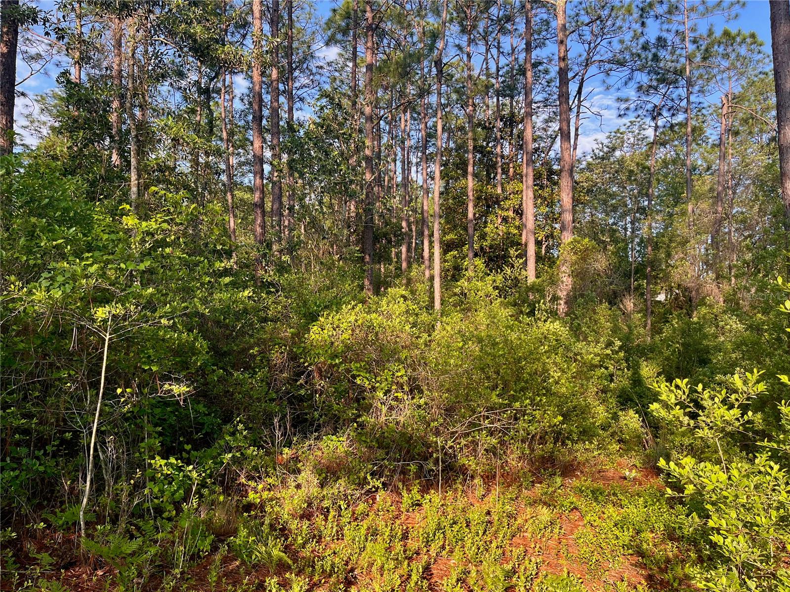 PINETREE LN, DEFUNIAK SPRINGS, FL, 32433