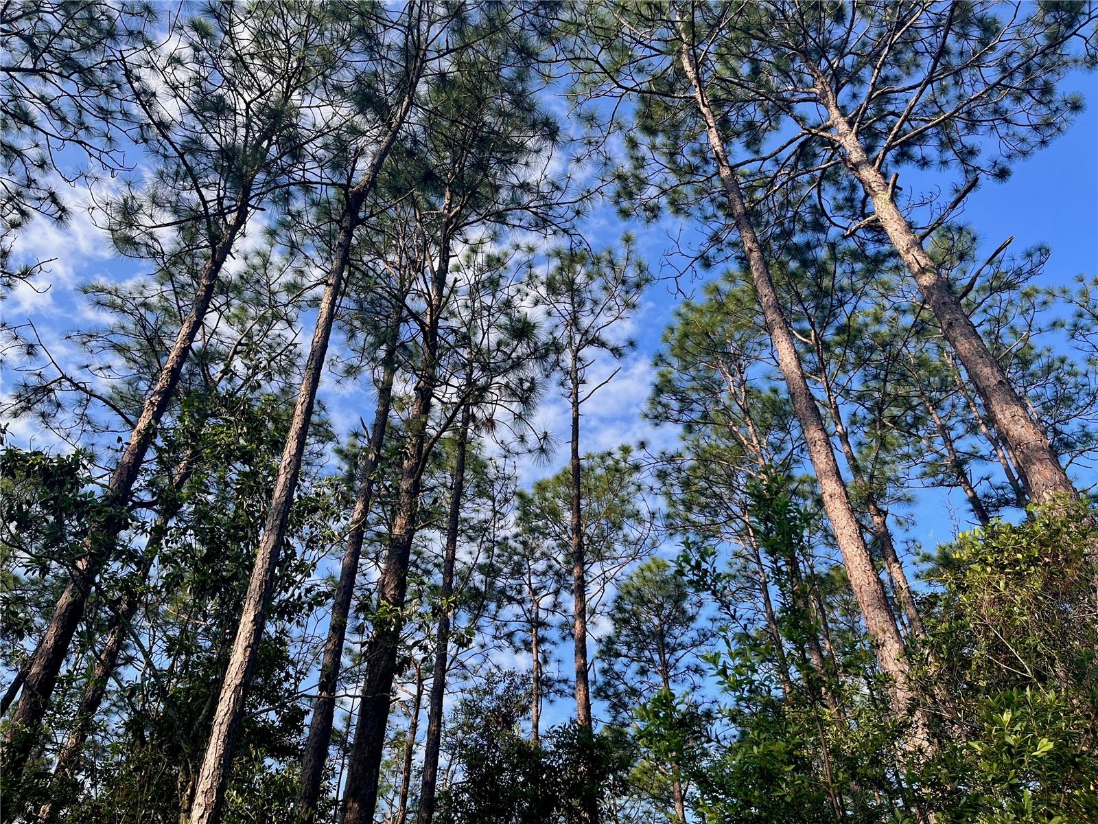 PINETREE LN, DEFUNIAK SPRINGS, FL, 32433
