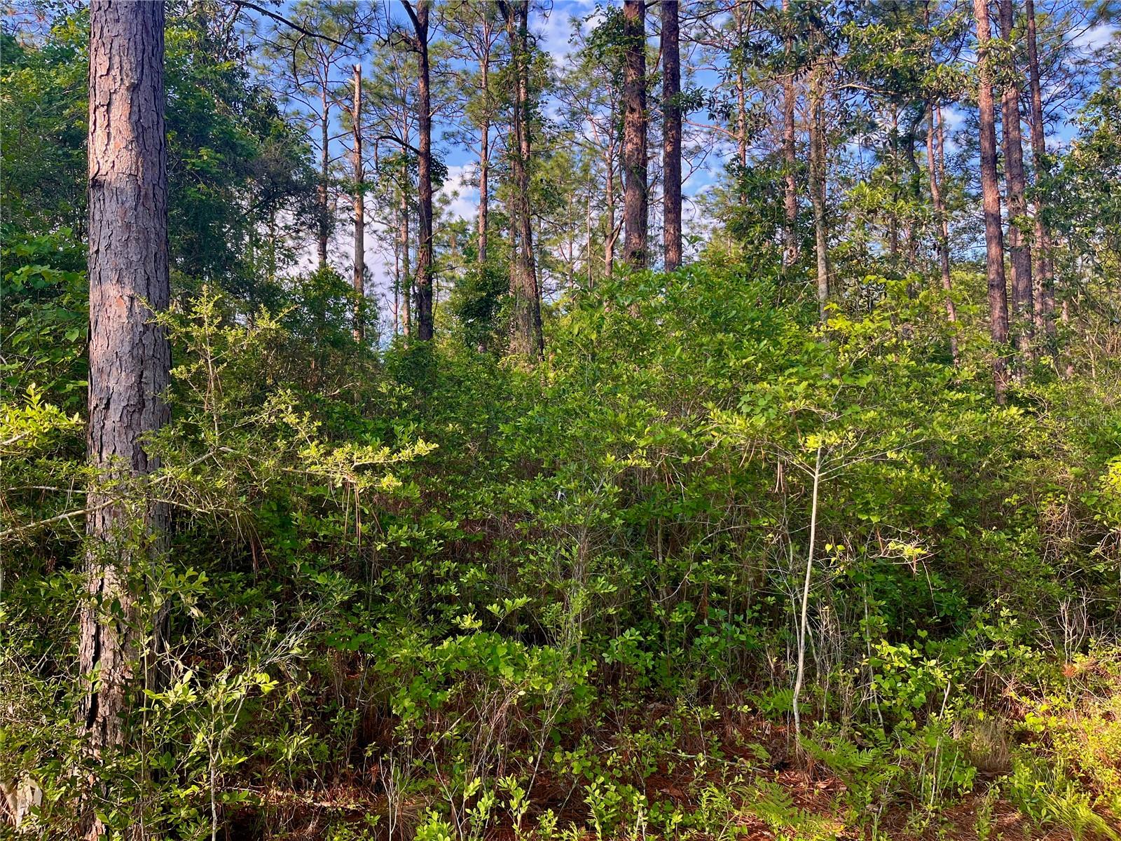 PINETREE LN, DEFUNIAK SPRINGS, FL, 32433