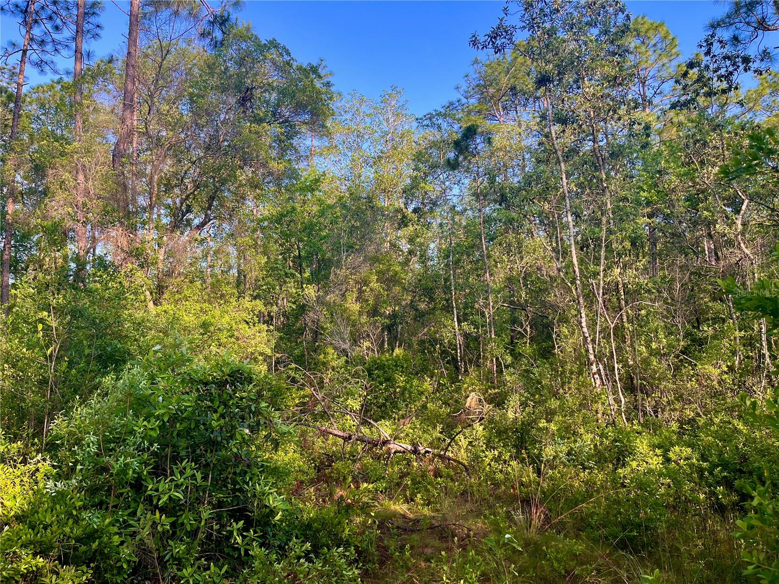 PINETREE LN, DEFUNIAK SPRINGS, FL, 32433