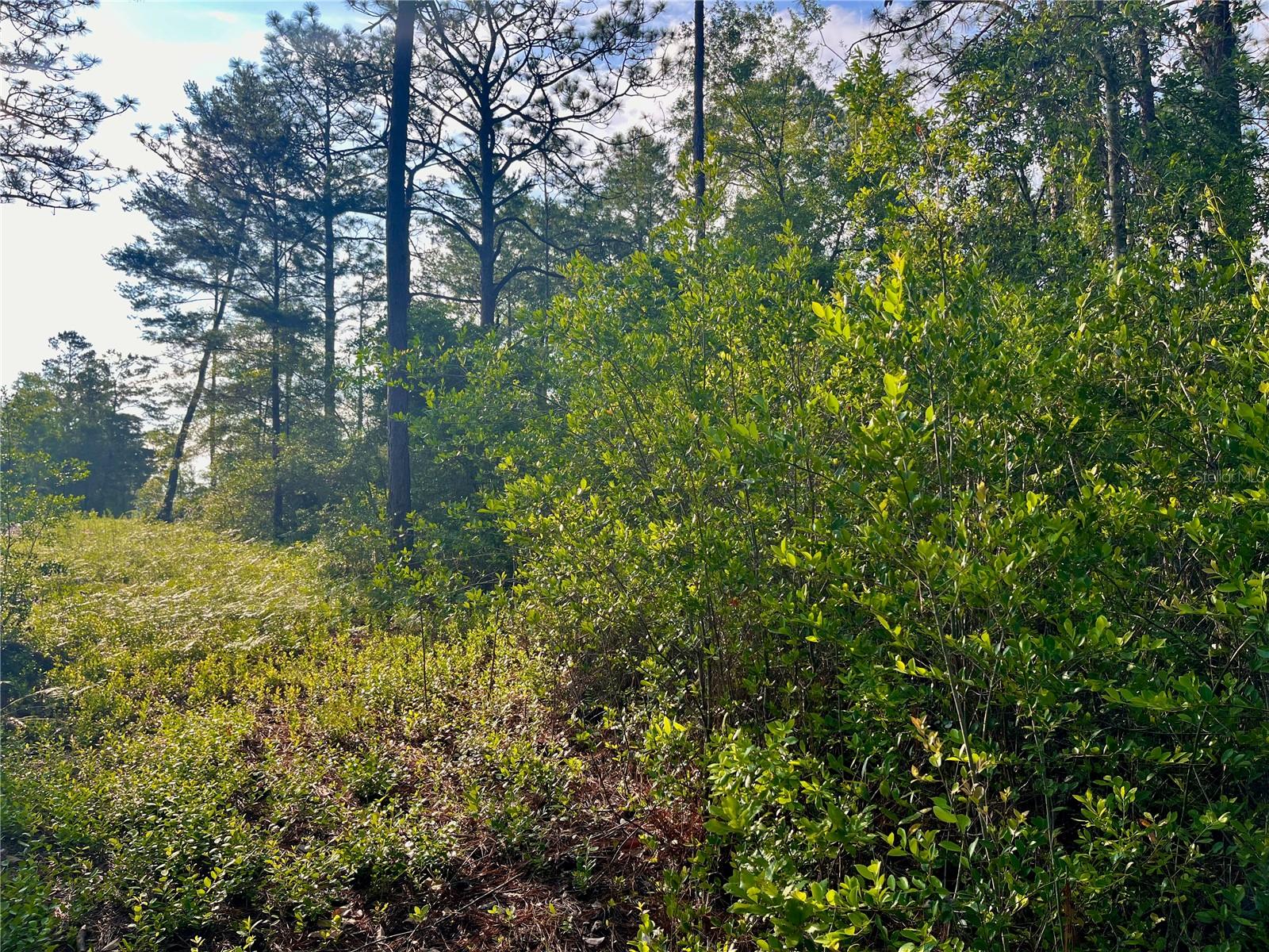 PINETREE LN, DEFUNIAK SPRINGS, FL, 32433