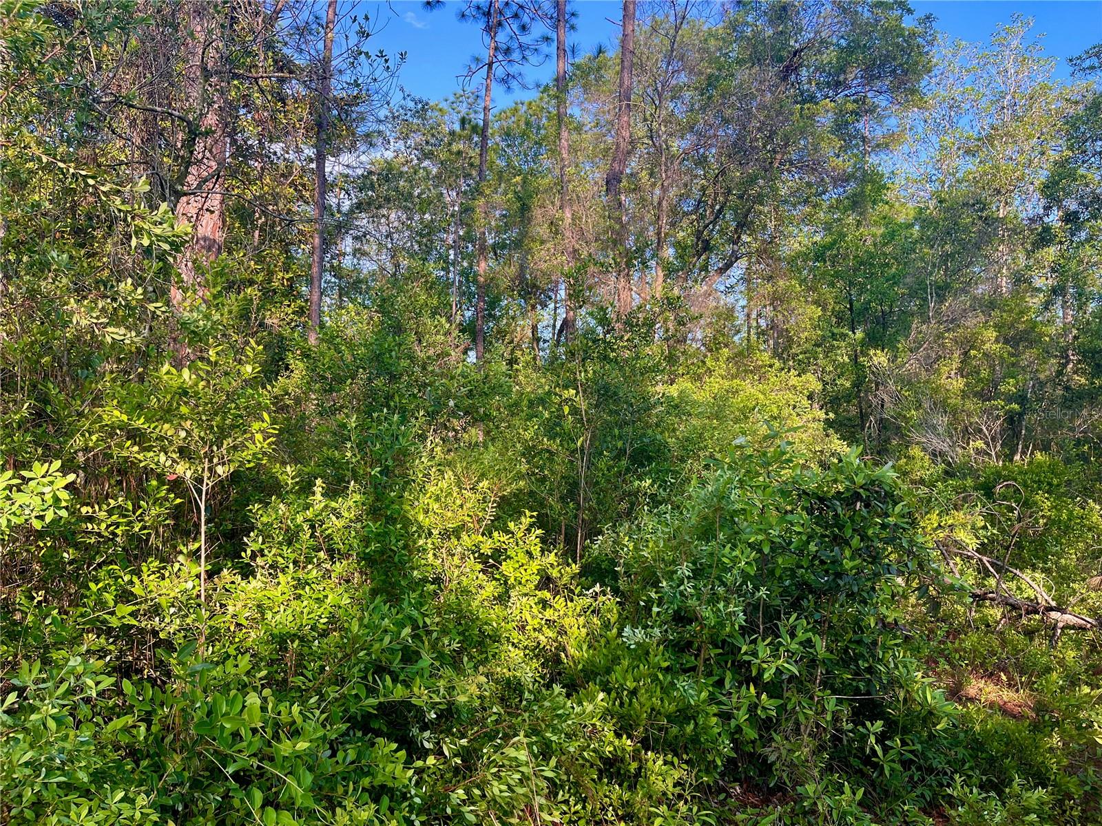 PINETREE LN, DEFUNIAK SPRINGS, FL, 32433