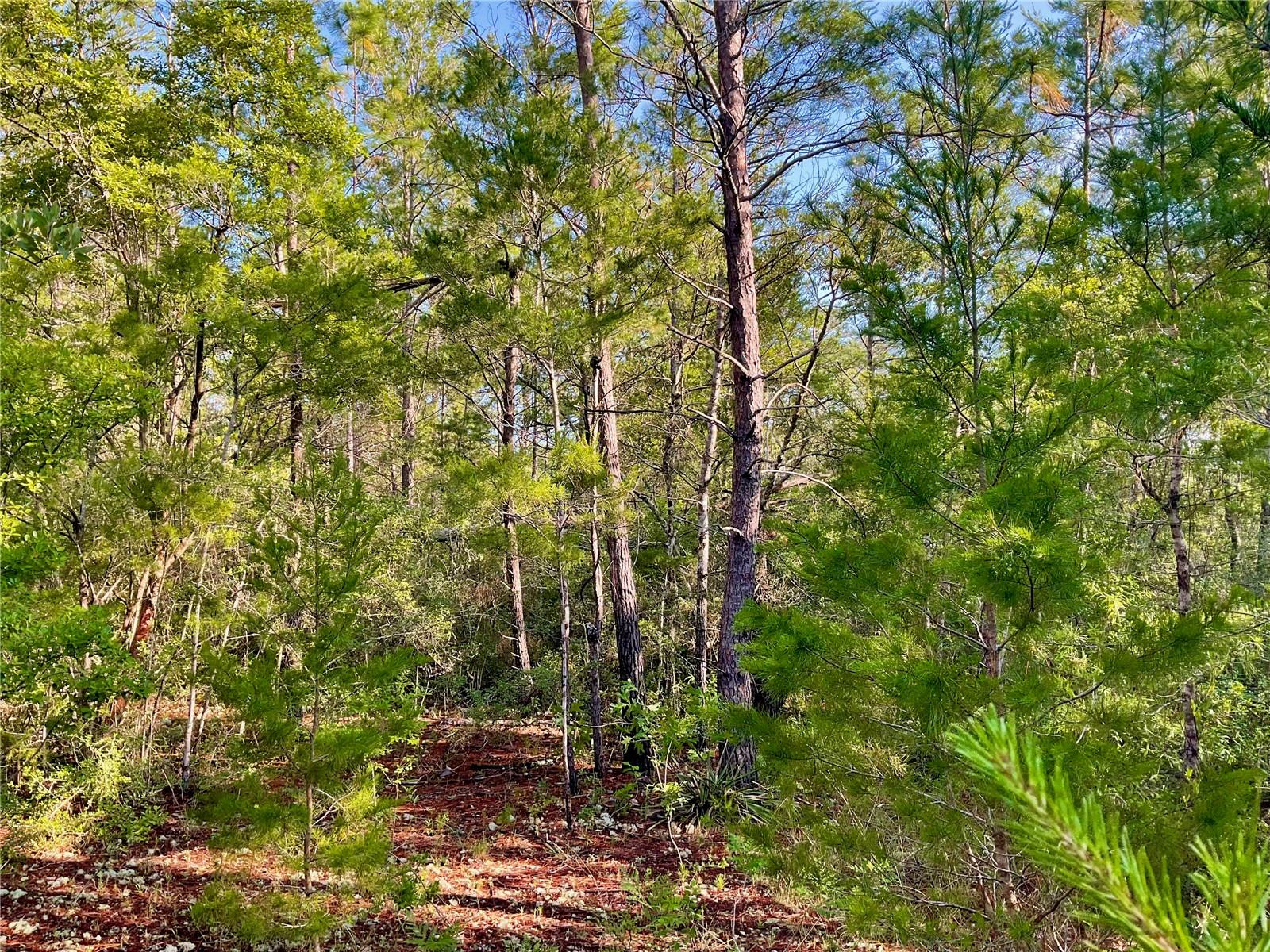 PINETREE LN, DEFUNIAK SPRINGS, FL, 32433