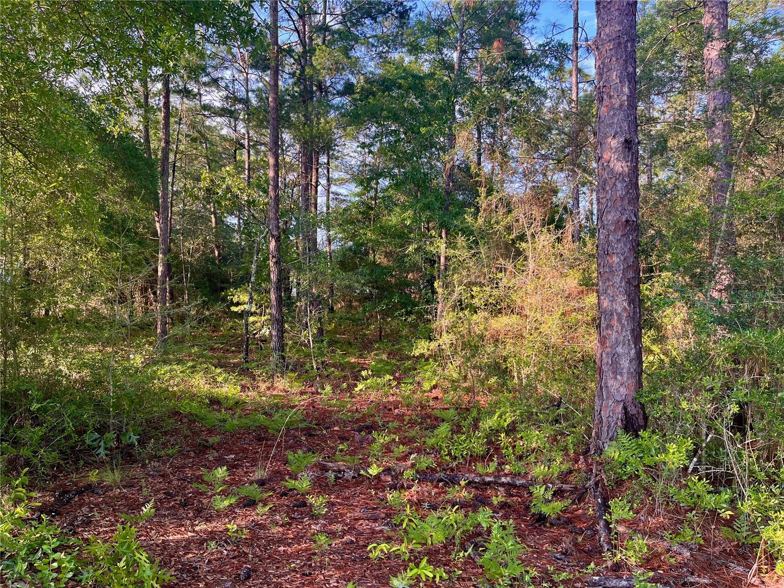 PINETREE LN, DEFUNIAK SPRINGS, FL, 32433