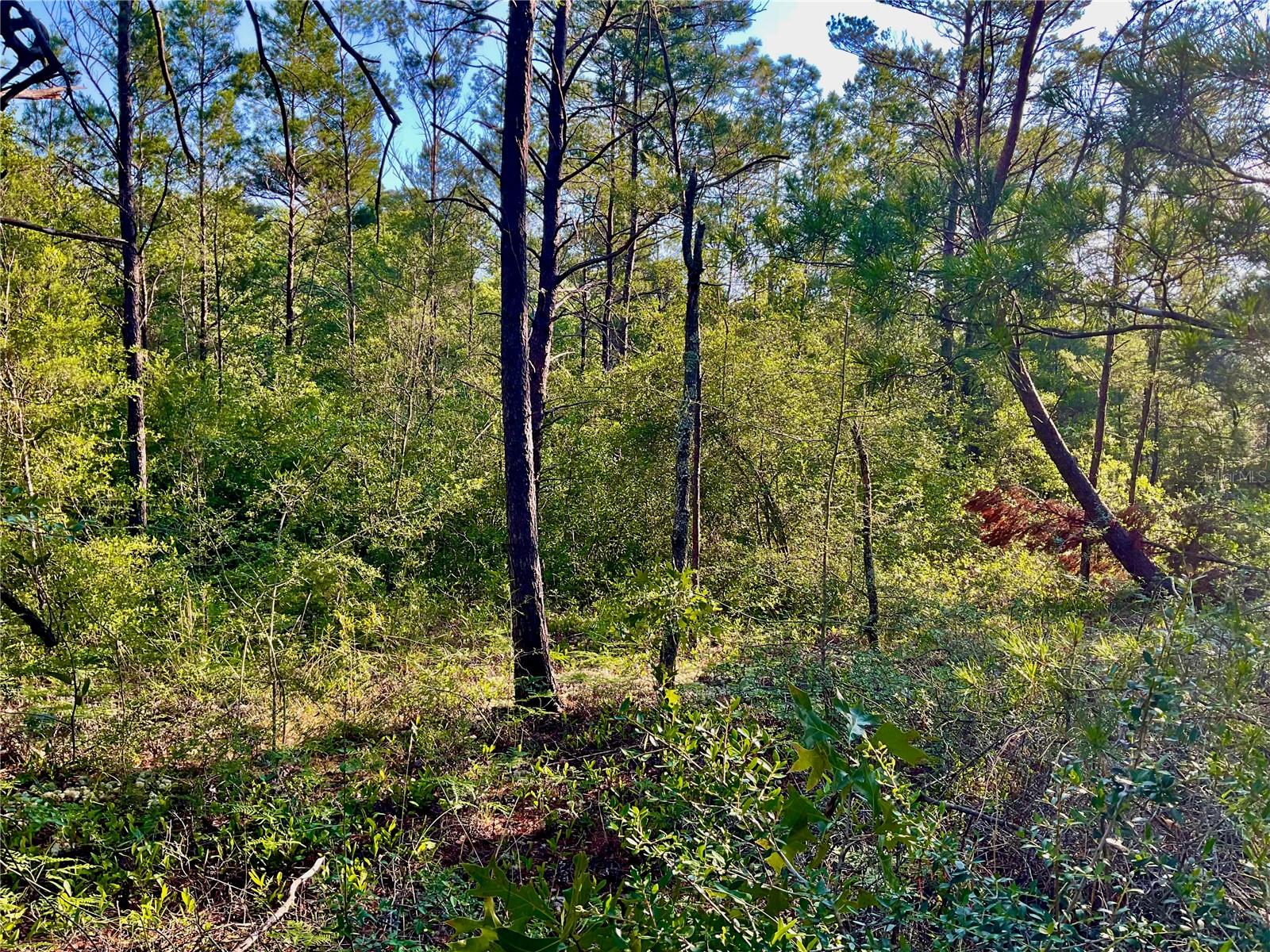 PINETREE LN, DEFUNIAK SPRINGS, FL, 32433