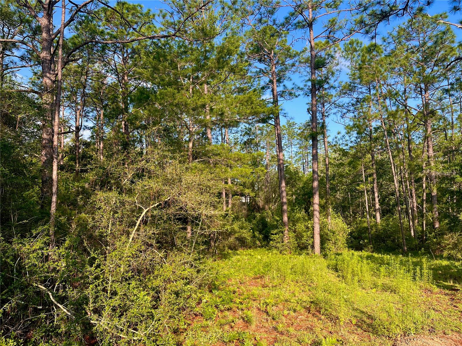 PINETREE LN, DEFUNIAK SPRINGS, FL, 32433