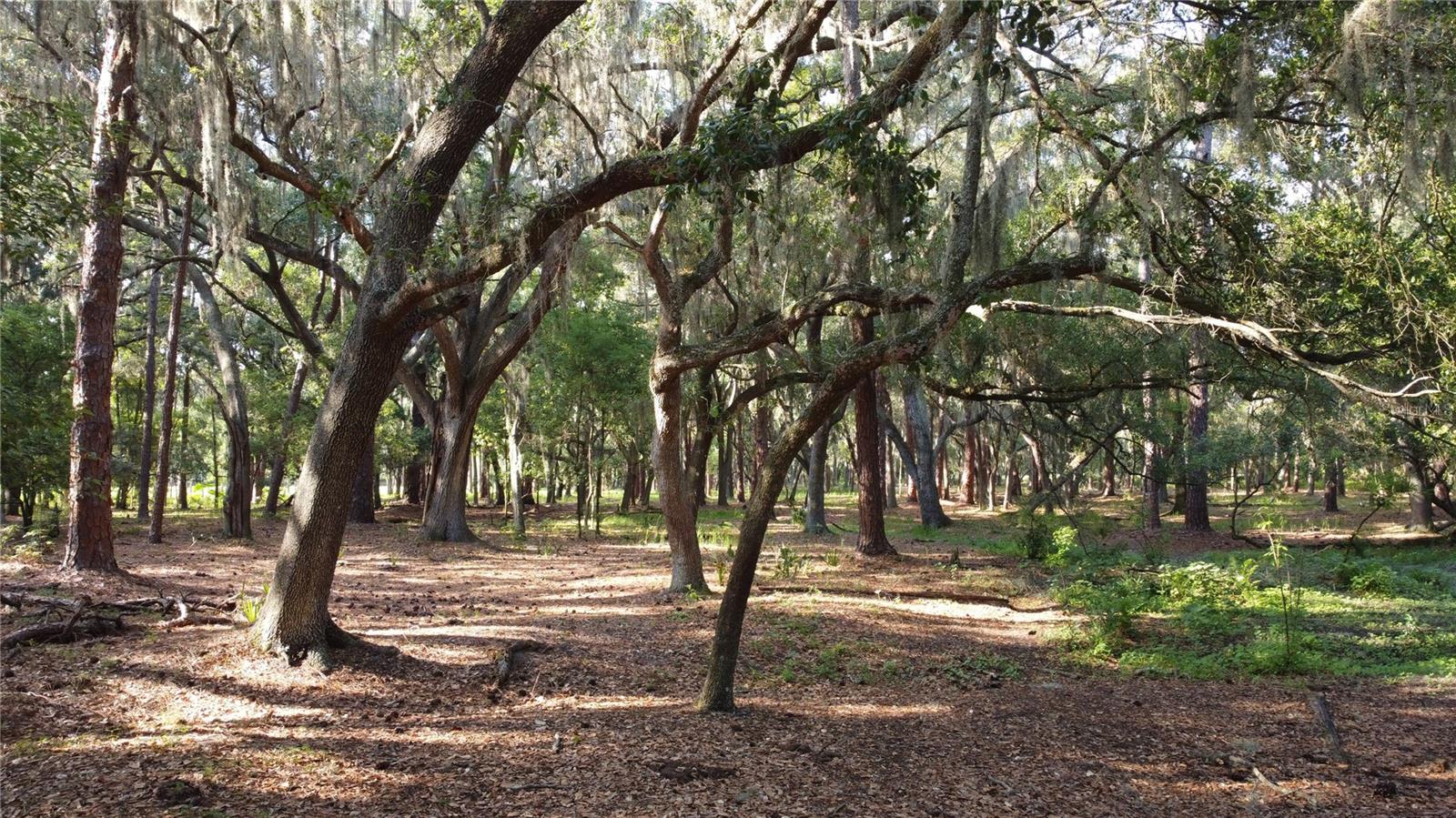 1 BRANDON PKWY, BRANDON, FL, 33511
