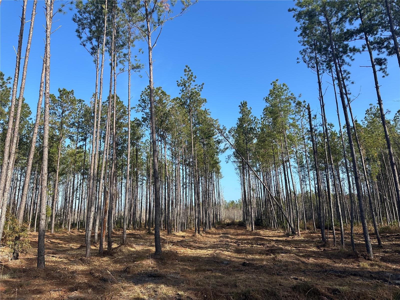 TBD NW 133RD PATH, LAKE BUTLER, FL, 32054