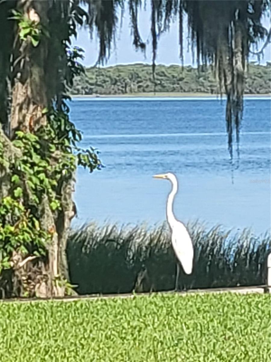 1101 LAKE SHORE BLVD, TAVARES, FL, 32778