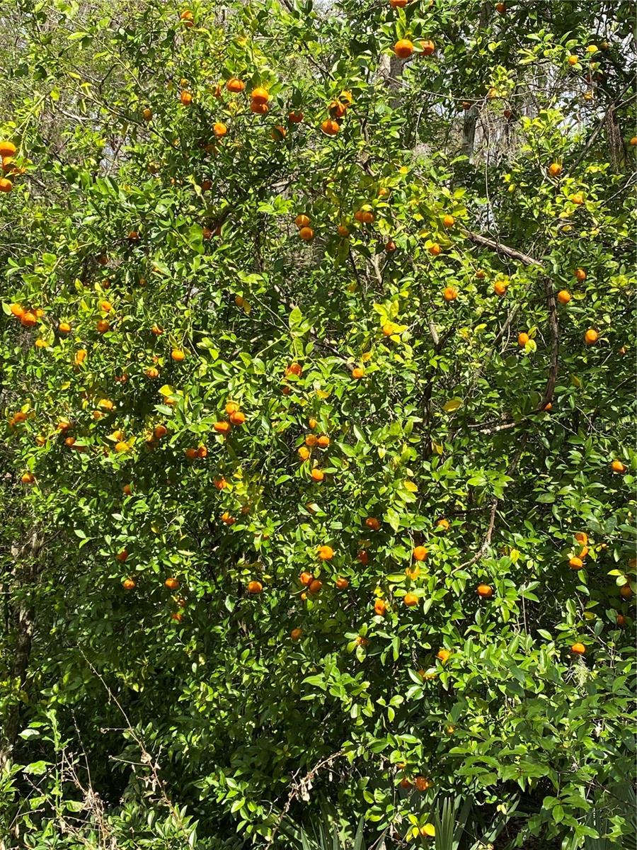 SCIENCE DR, BROOKSVILLE, FL, 34601