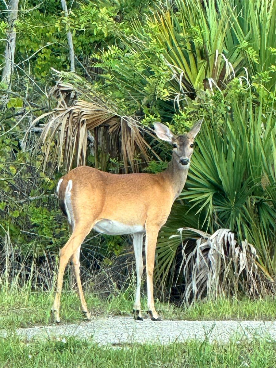 CANDLELIGHT RD, NORTH PORT, FL, 34288