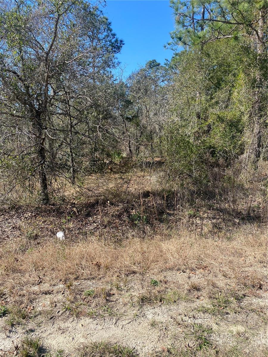 14307 EARLINE RD, WEEKI WACHEE, FL, 34614