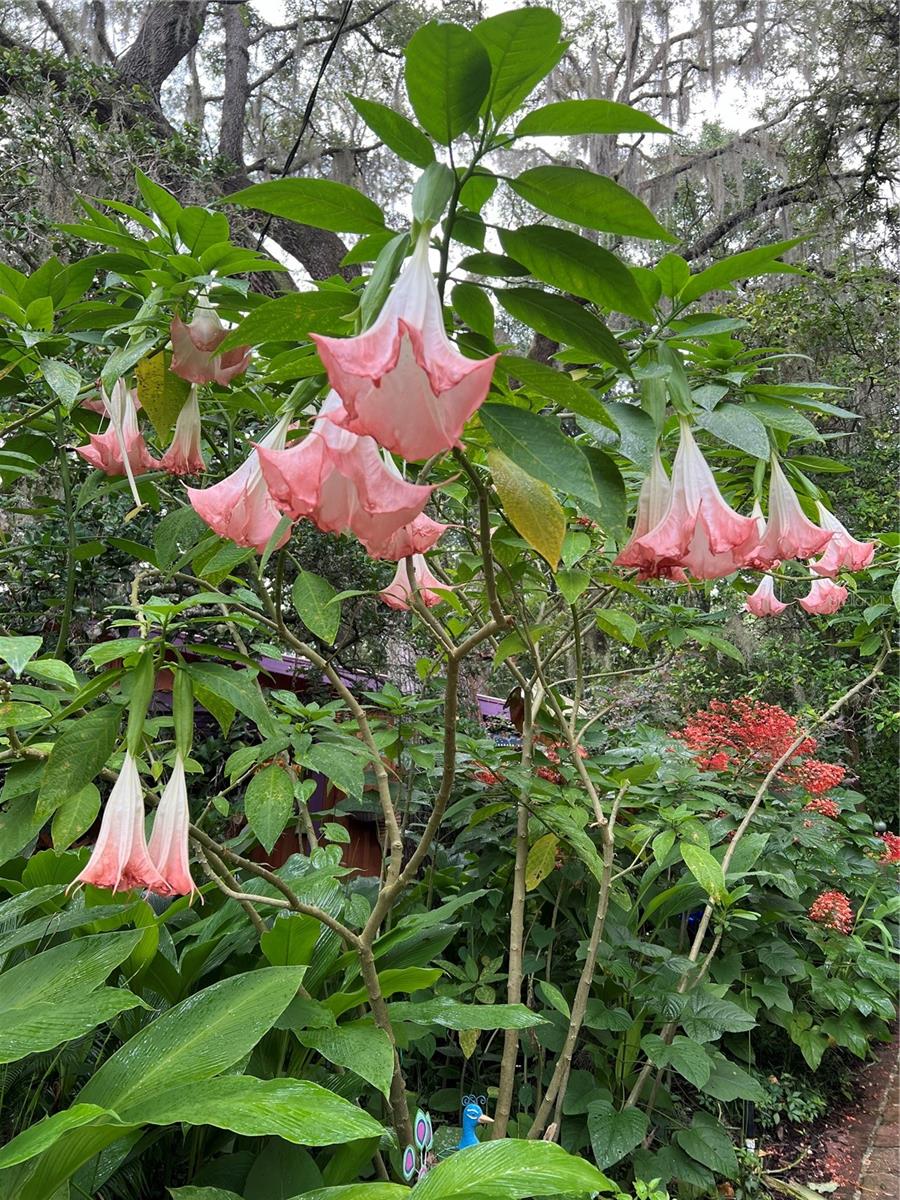 250 W WEST LAKE DR, HAWTHORNE, FL, 32640