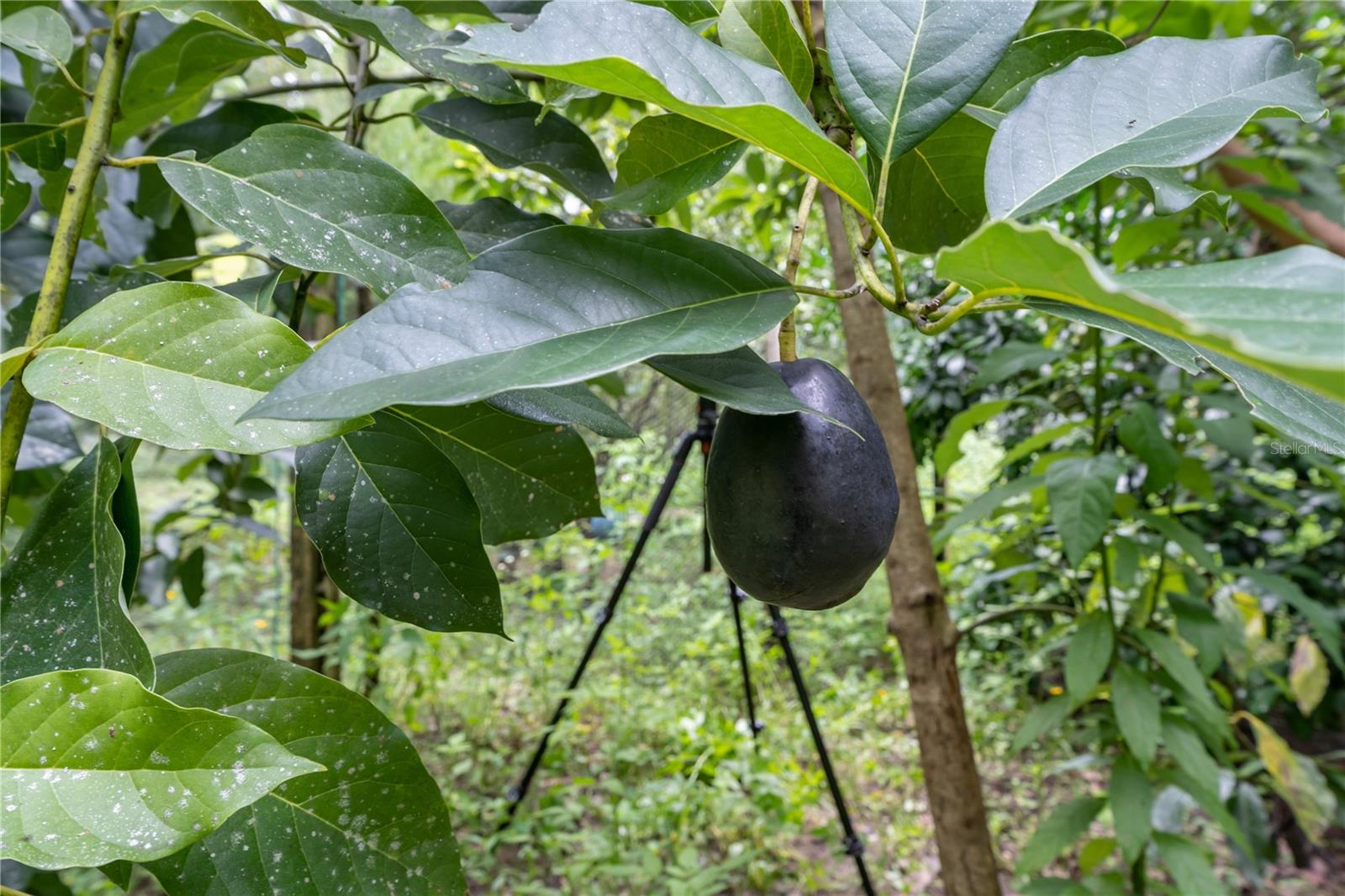 250 W WEST LAKE DR, HAWTHORNE, FL, 32640