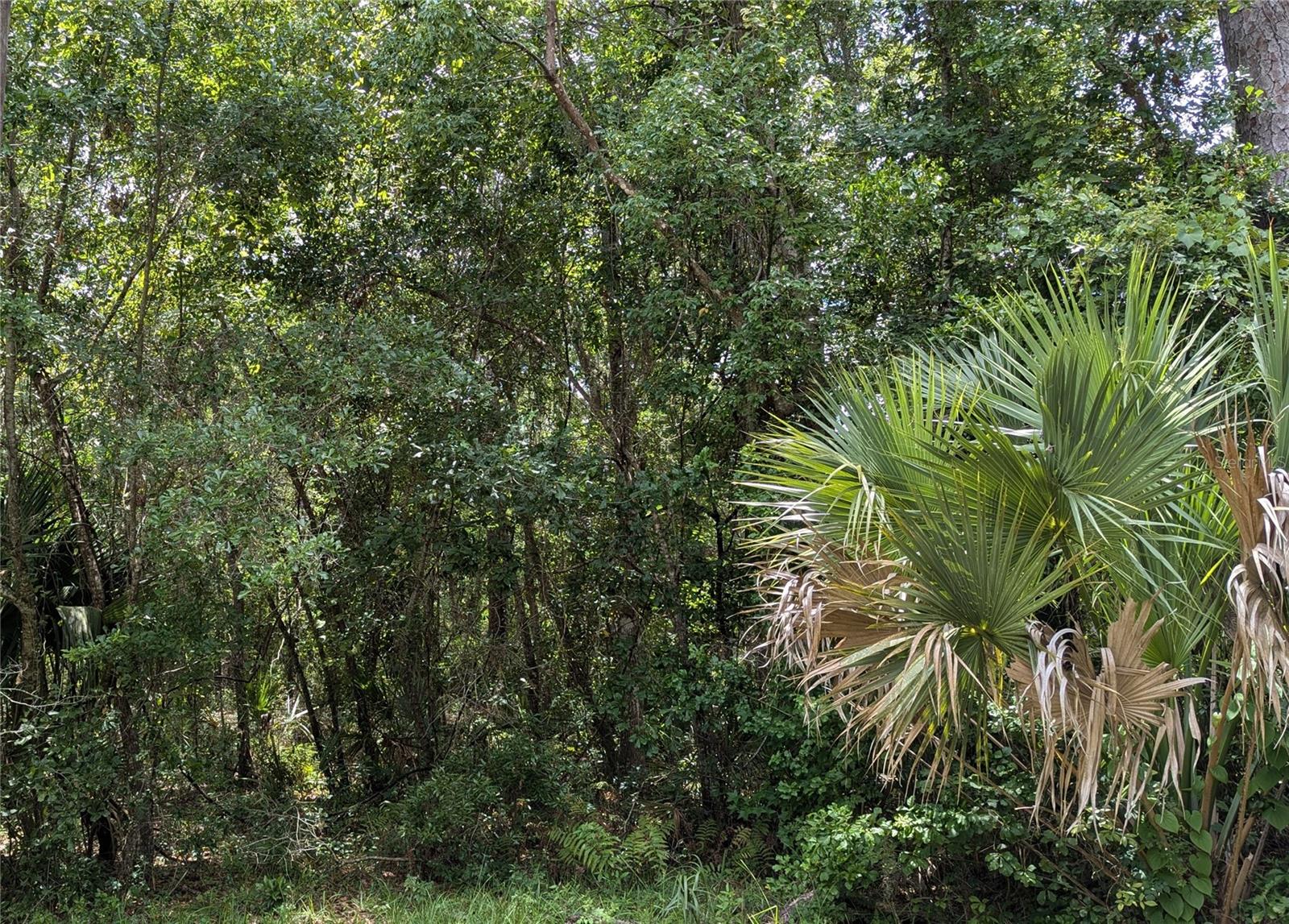 Lot 7 NE HUNTER CIR, MICANOPY, FL, 32667