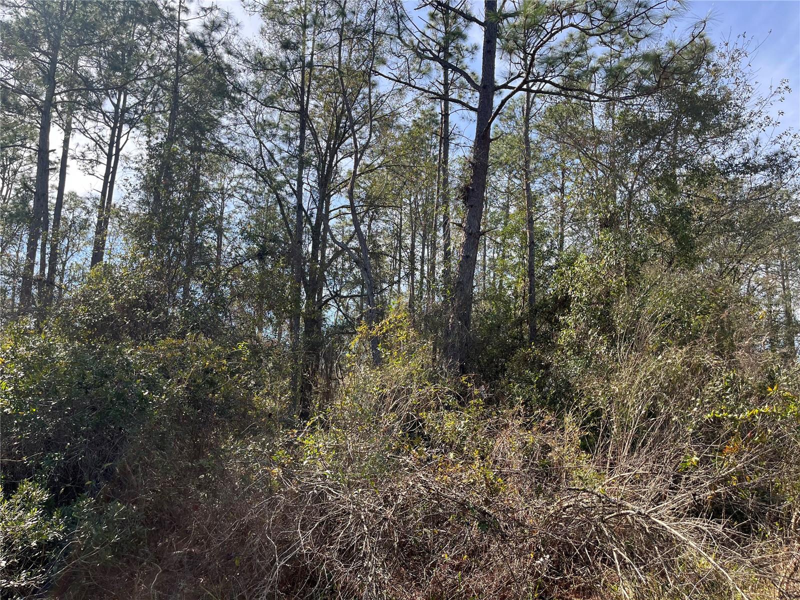 115 CLICK RD, SATSUMA, FL, 32189