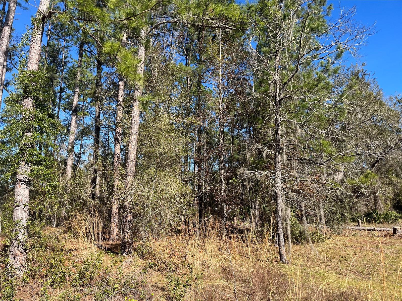 115 CLICK RD, SATSUMA, FL, 32189