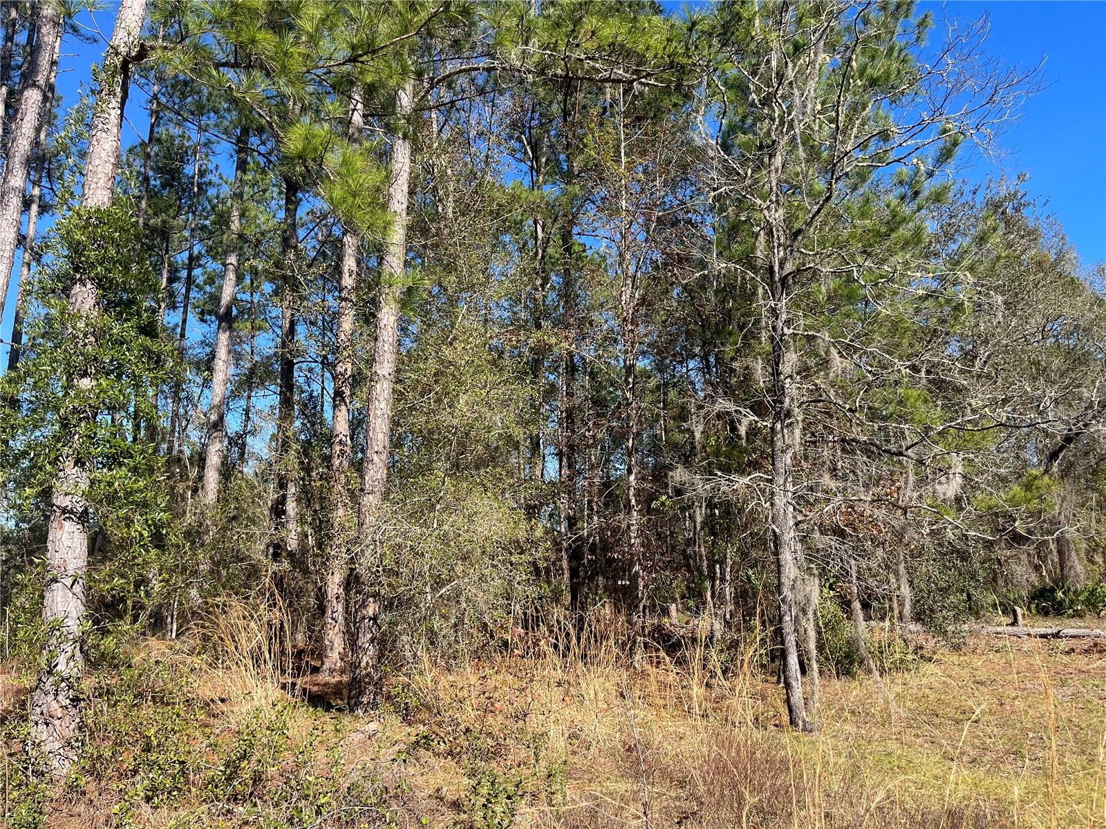 115 CLICK RD, SATSUMA, FL, 32189