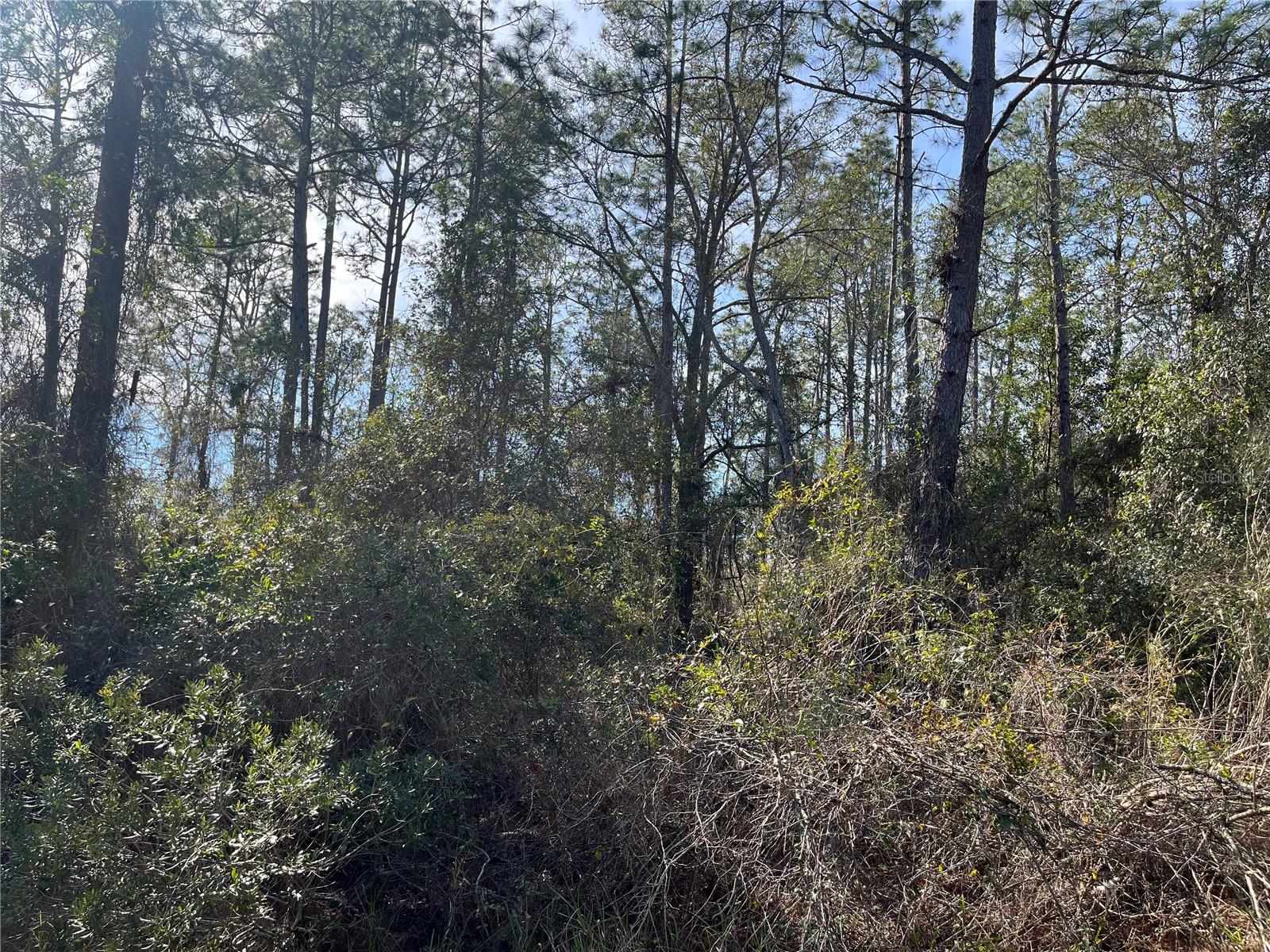 115 CLICK RD, SATSUMA, FL, 32189