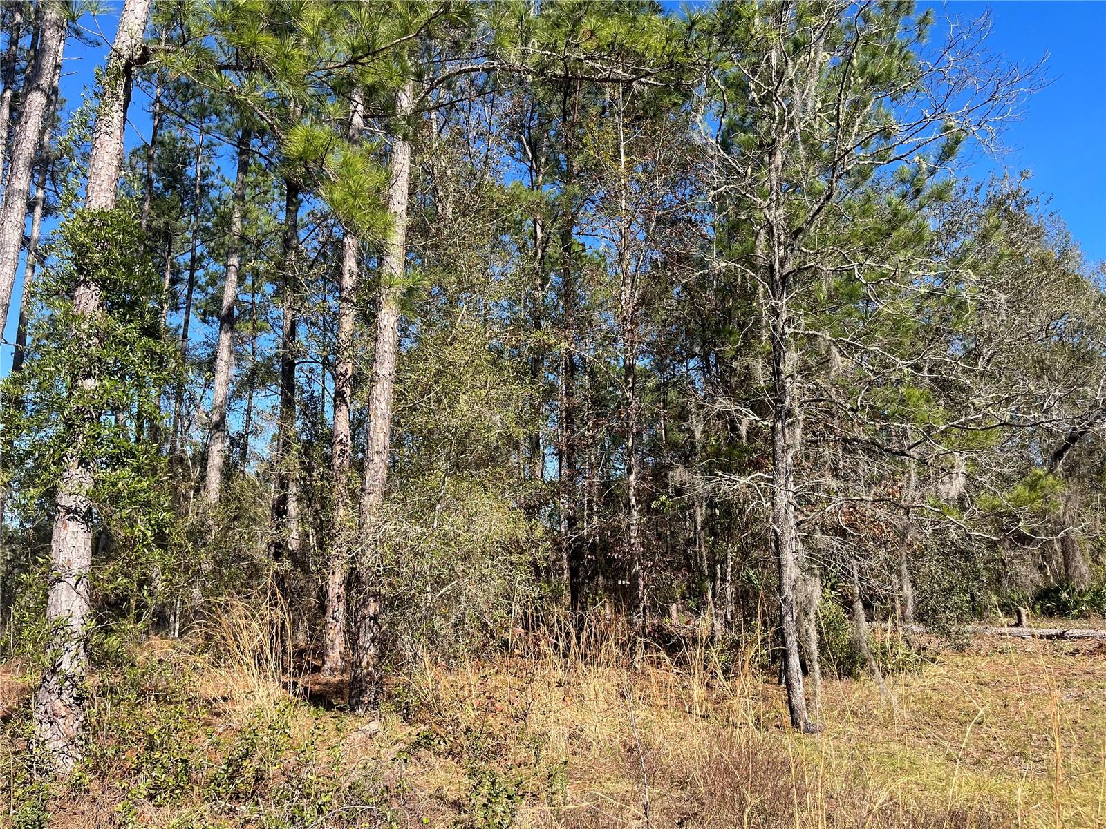 115 CLICK RD, SATSUMA, FL, 32189