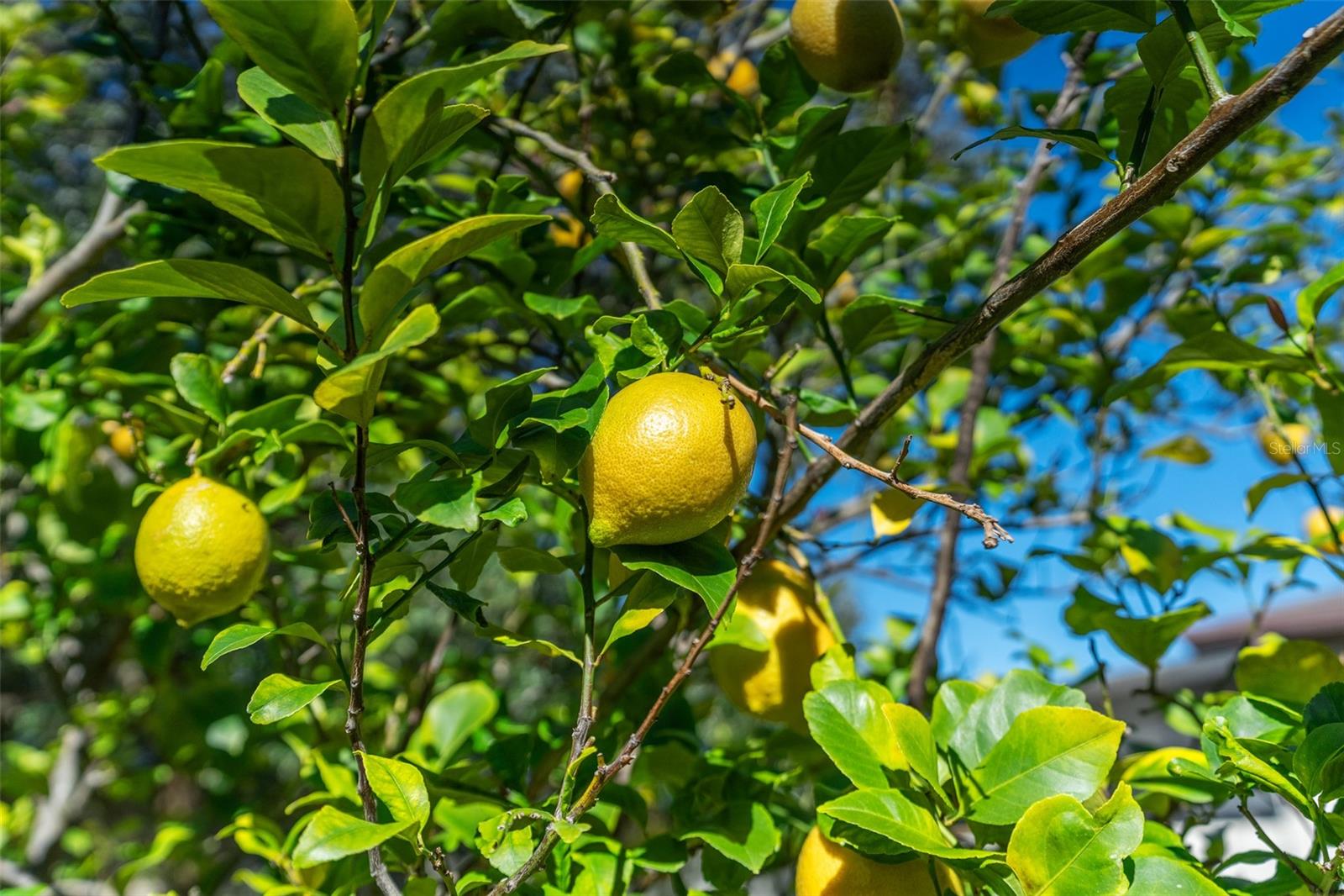 540 SEVEN OAKS BLVD, WINTER SPRINGS, FL, 32708