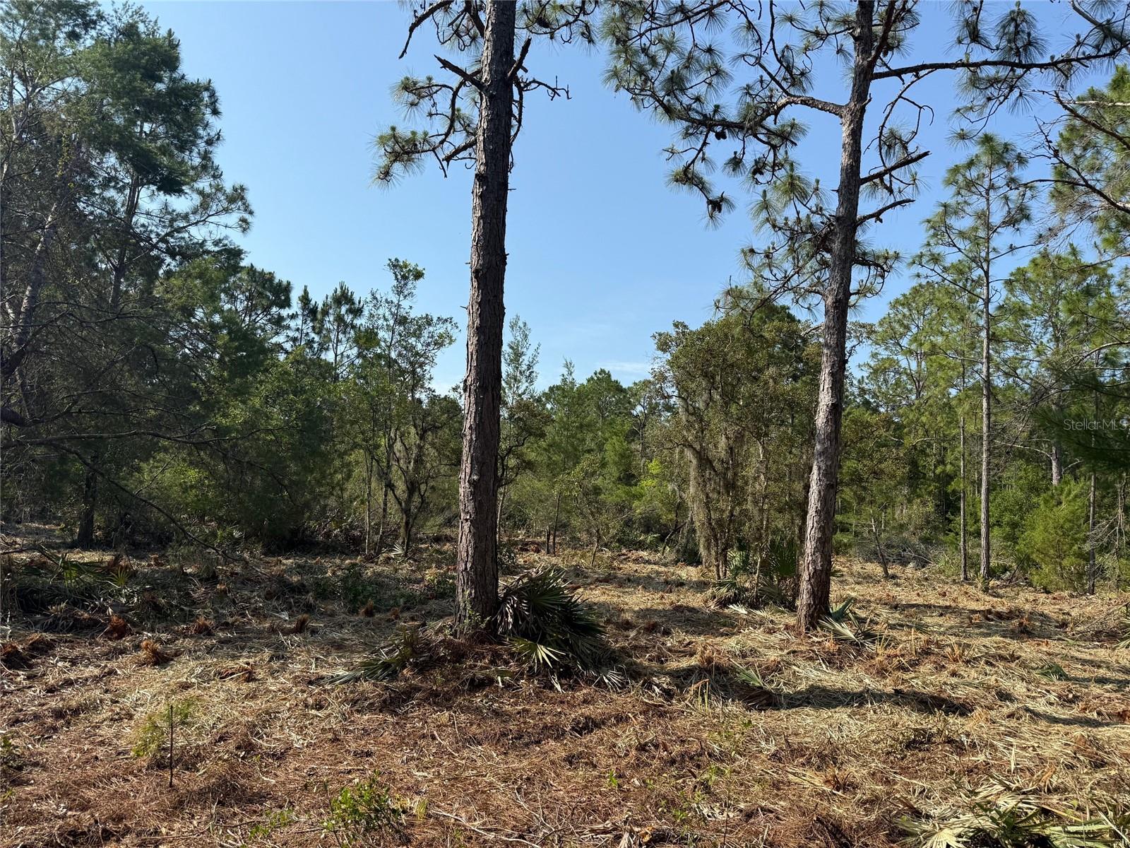 DOG LEG TRL, OSTEEN, FL, 32764