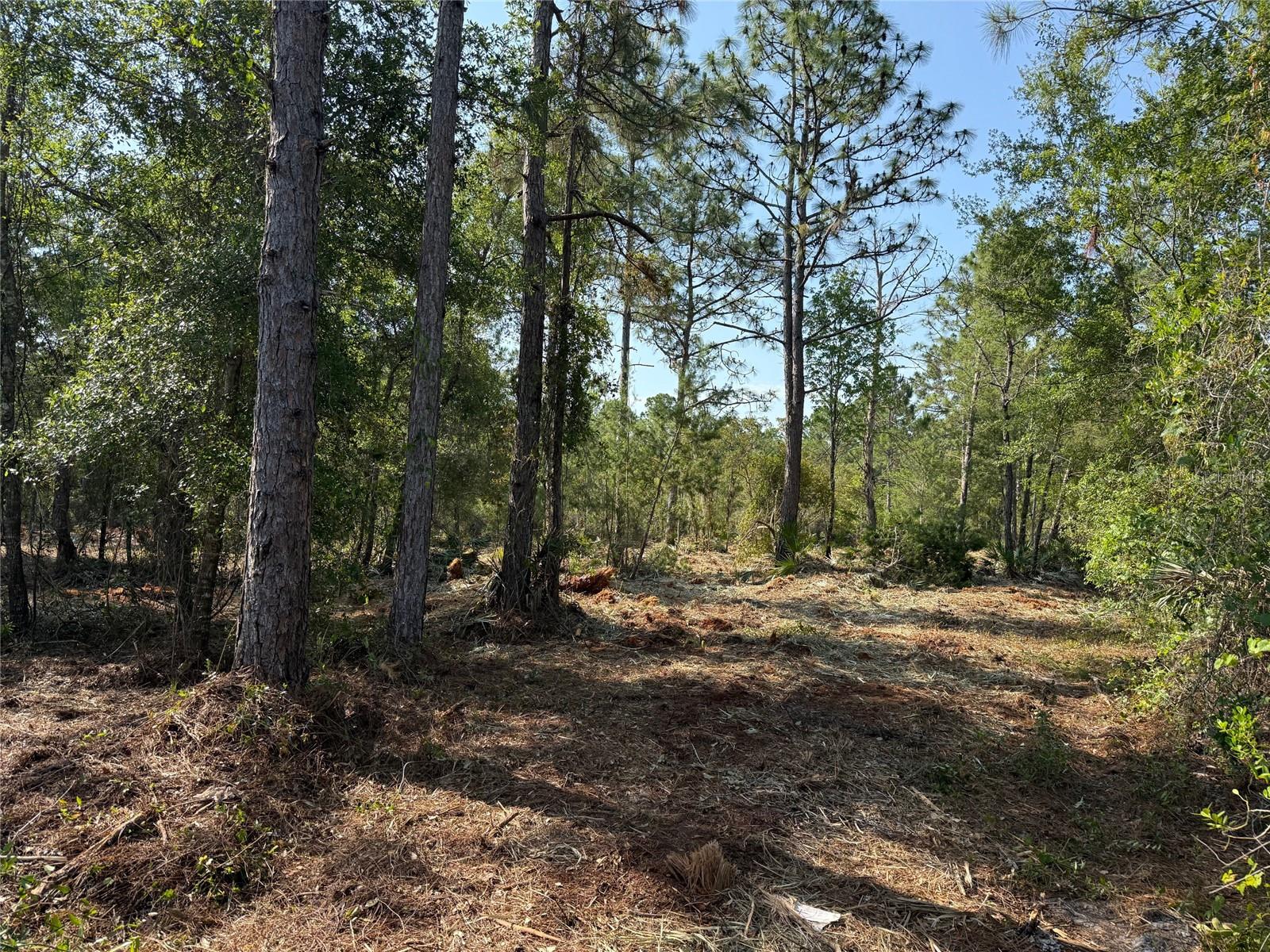 DOG LEG TRL, OSTEEN, FL, 32764