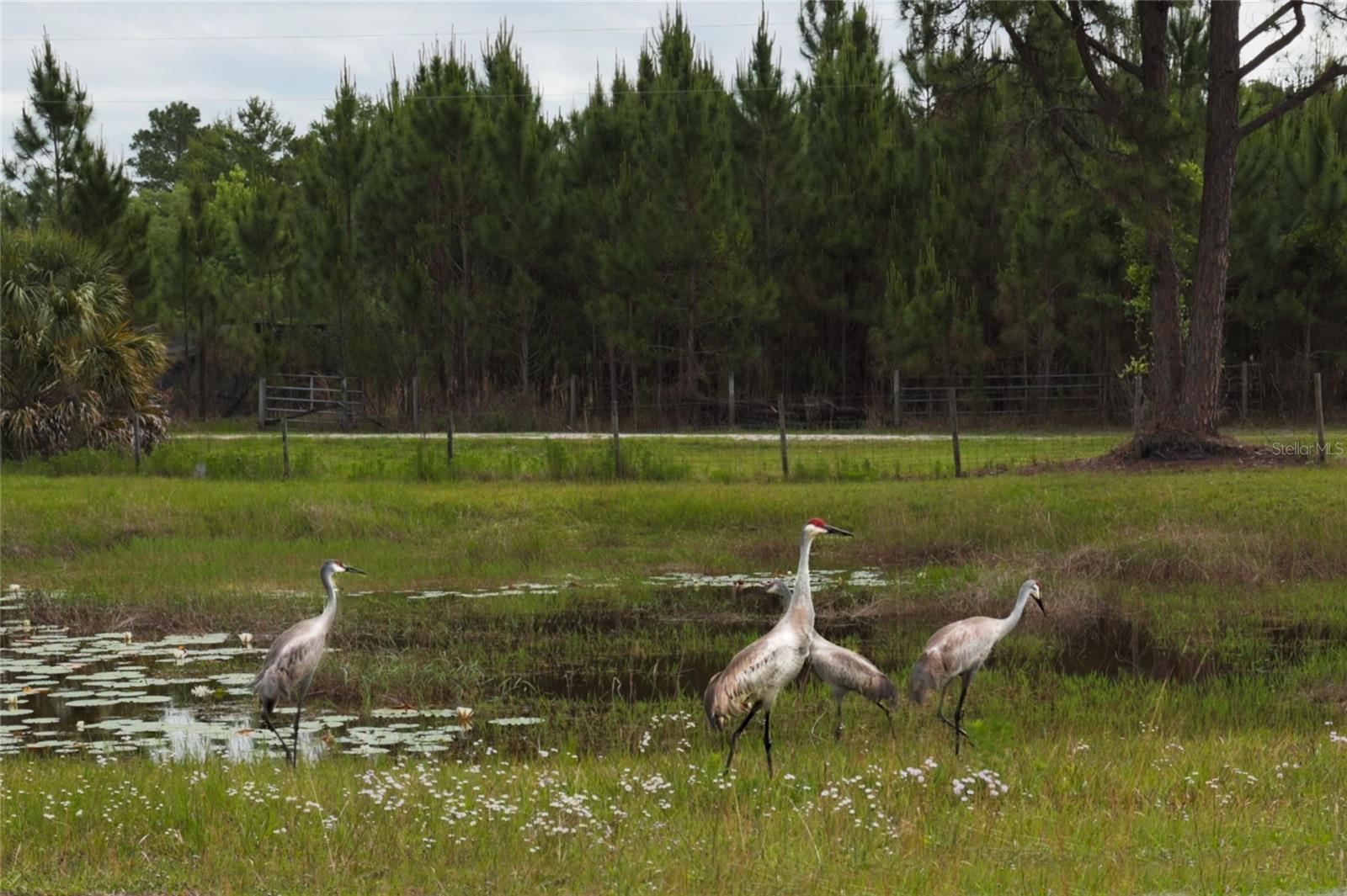 40945 BEACH RD, EUSTIS, FL, 32736