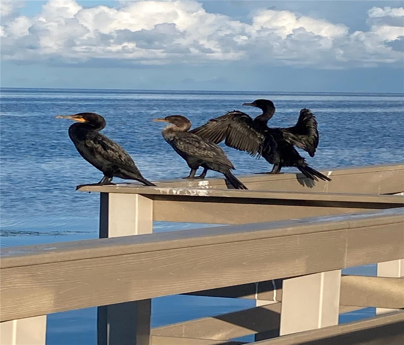 301 WINDRUSH LOOP, TARPON SPRINGS, FL, 34689