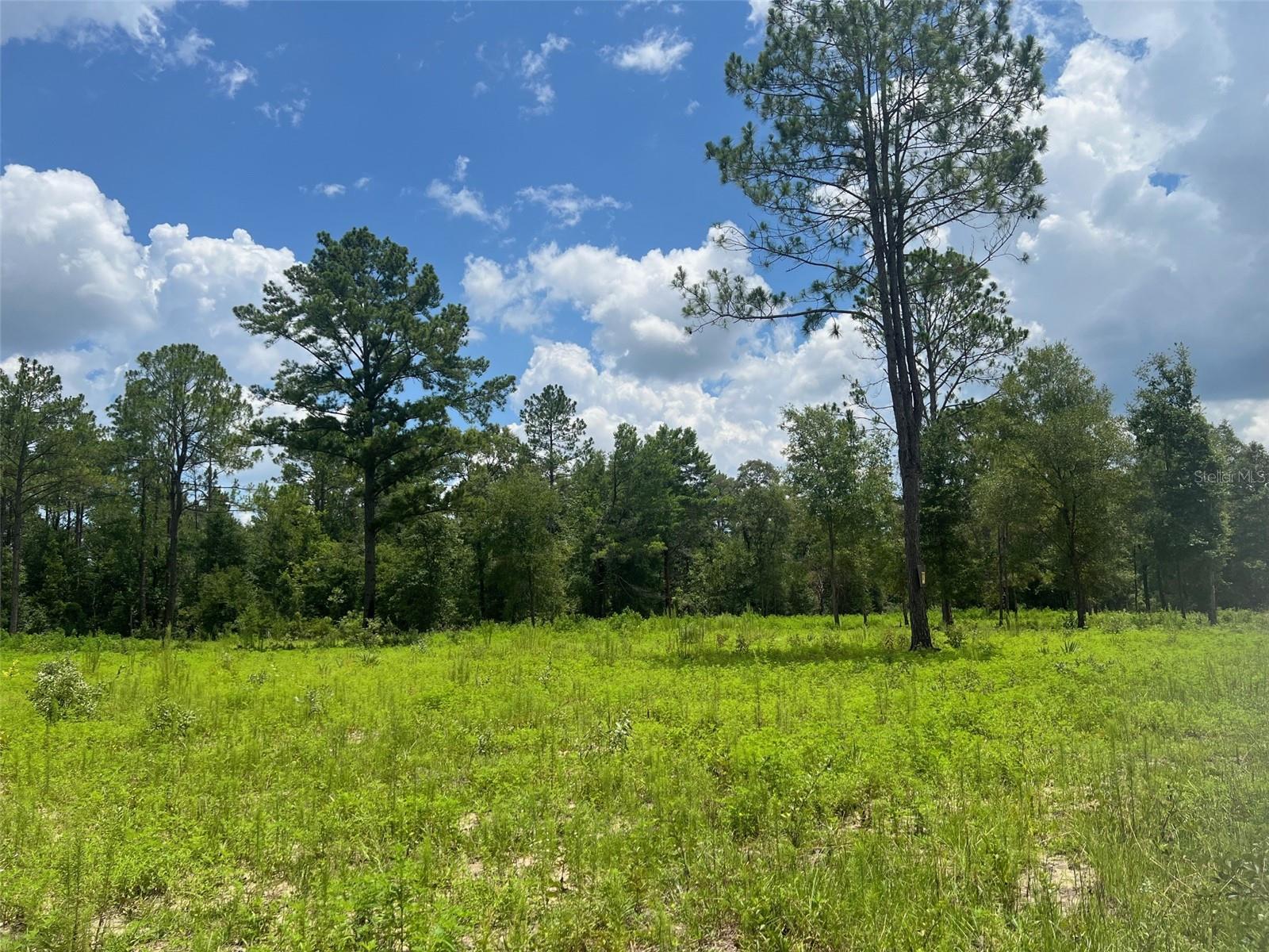 TBD NE 78TH LN, BRONSON, FL, 32621