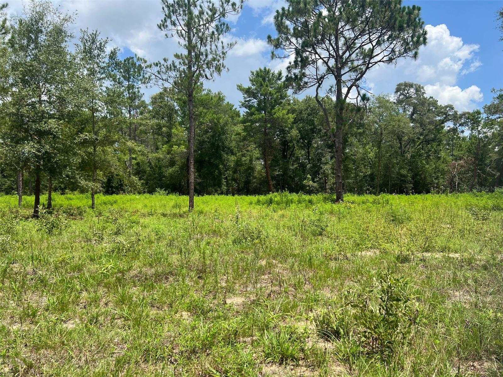 TBD NE 78TH LN, BRONSON, FL, 32621