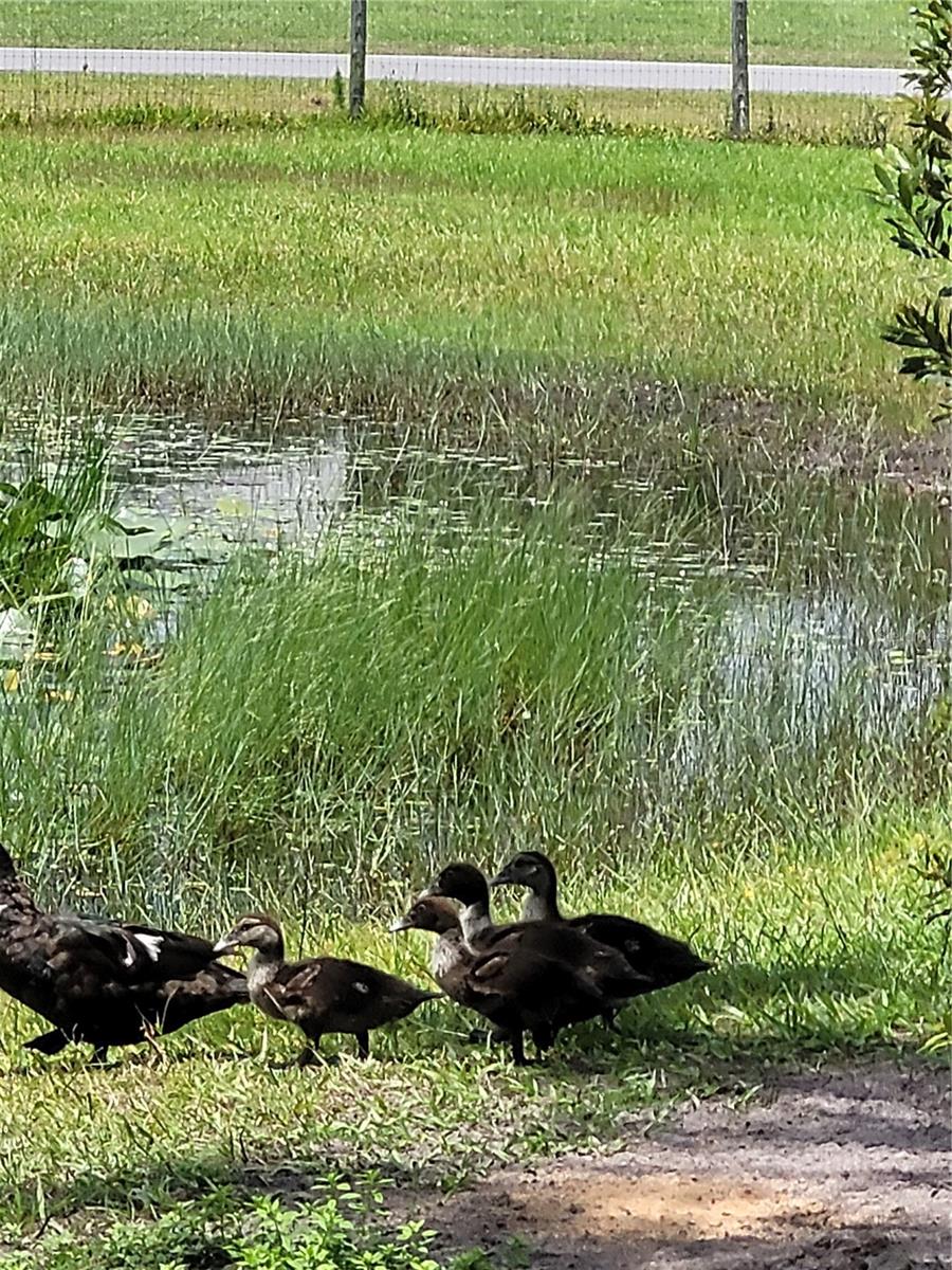 ST CLOUD MANOR ESTATES UNIT 2, ST CLOUD, FL, 34772