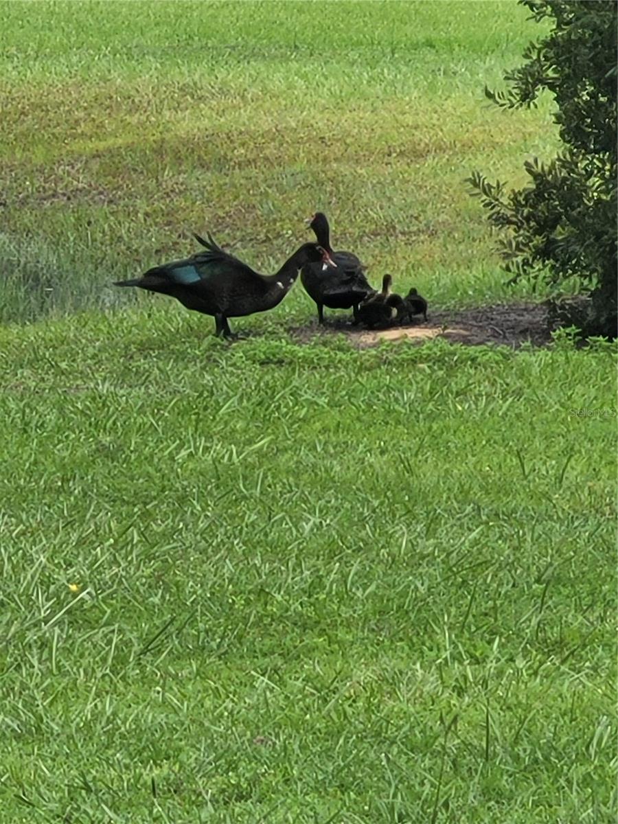 ST CLOUD MANOR ESTATES UNIT 2, ST CLOUD, FL, 34772