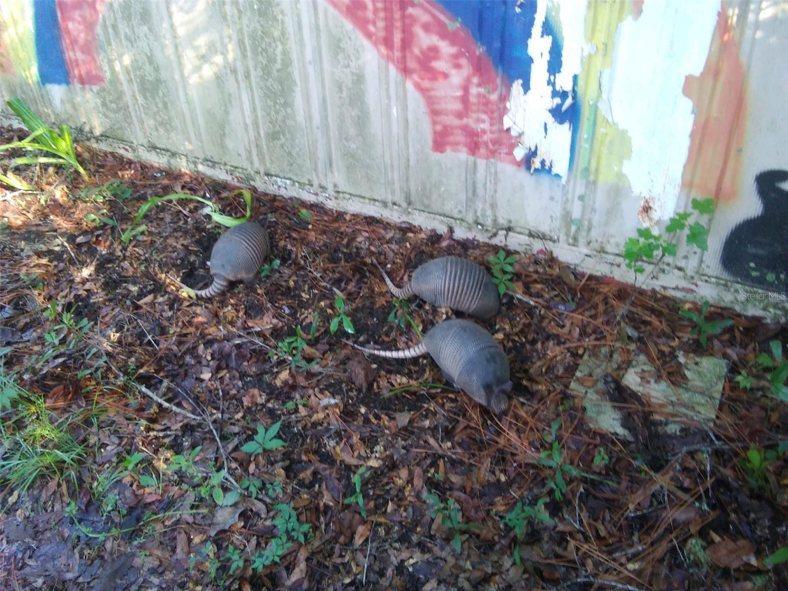 751 NE 140TH AVE, WILLISTON, FL, 32696