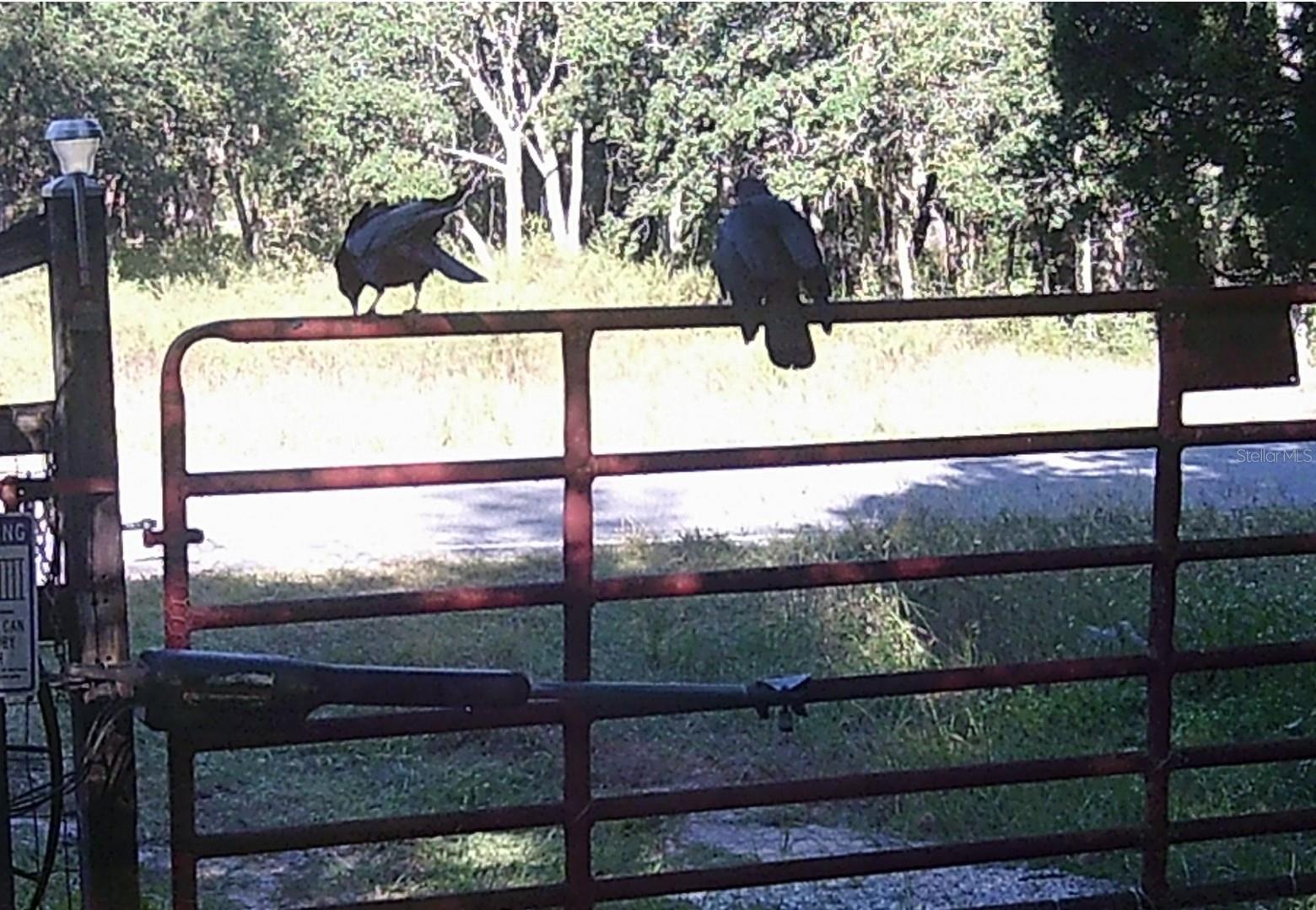 751 NE 140TH AVE, WILLISTON, FL, 32696