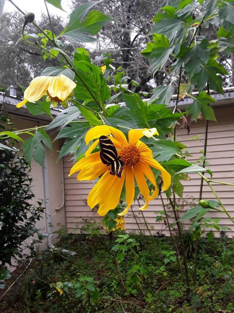 751 NE 140TH AVE, WILLISTON, FL, 32696