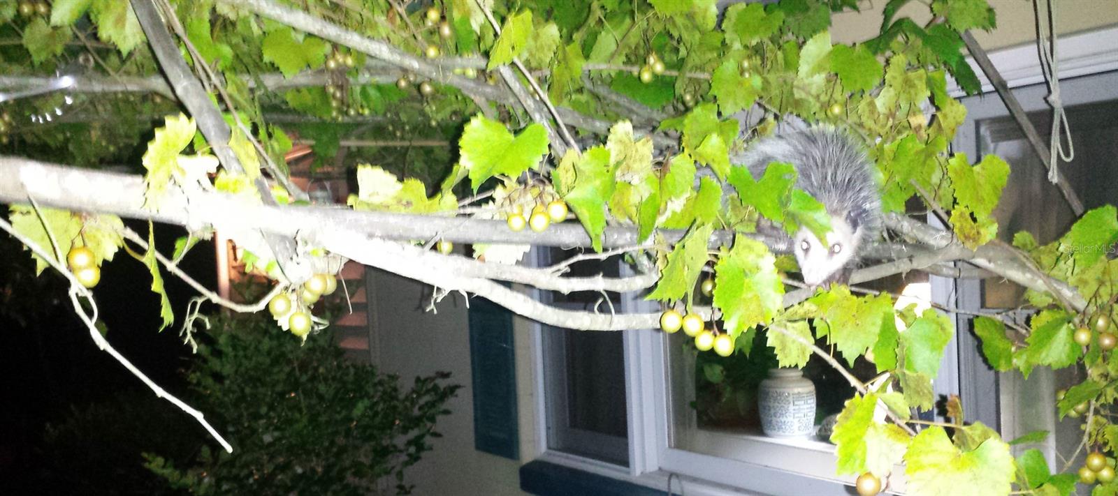 751 NE 140TH AVE, WILLISTON, FL, 32696