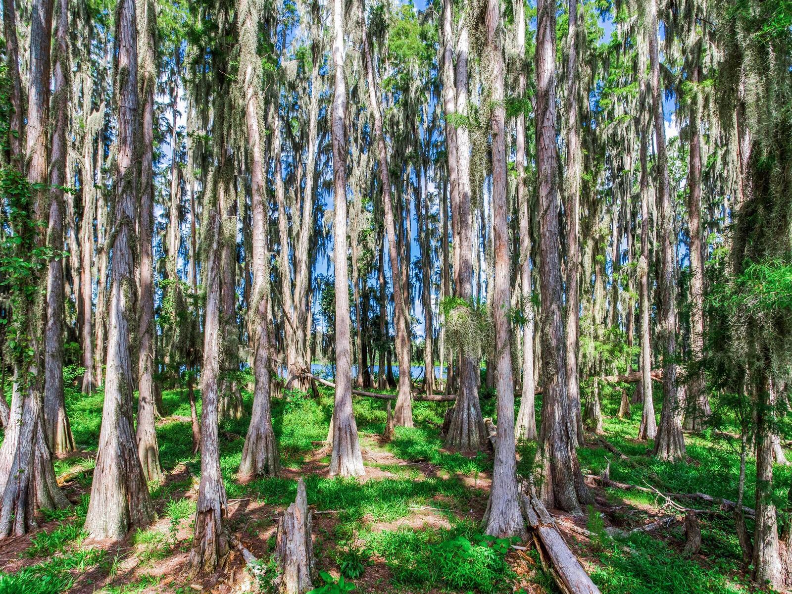 ALDERMAN TURNER ROAD RD, WIMAUMA, FL, 33598
